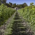 L'oree Des Vignes Saint-Romain-la-Virvee