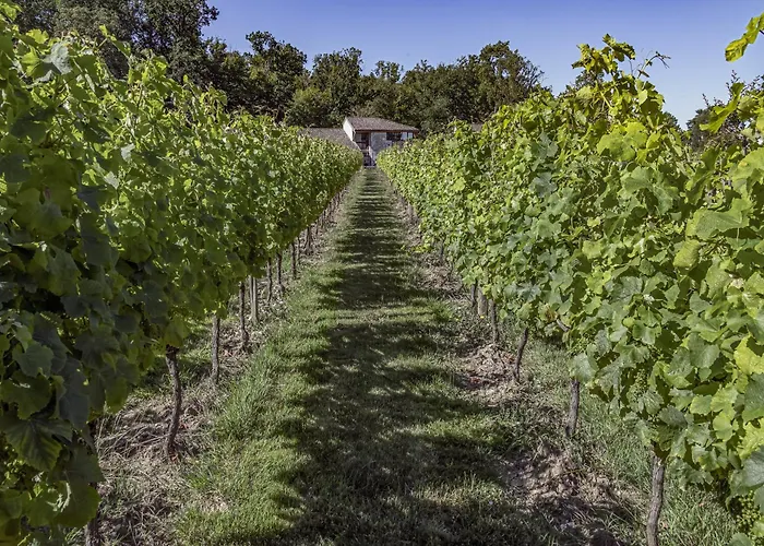 L'oree Des Vignes Saint-Romain-la-Virvee